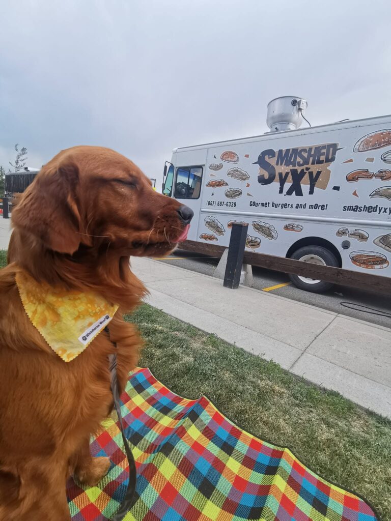 golden-retriever-at-food-truck-yukon-gourmet-burgers-smashed-xxy